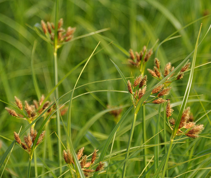 Marsh club-rush plant