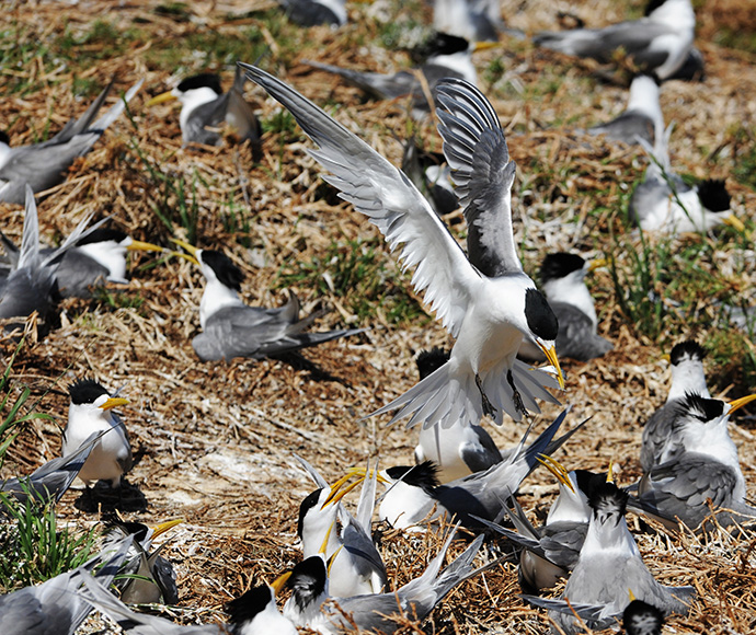 A nesting site filled with crested terns on Montague Island Nature Reserve