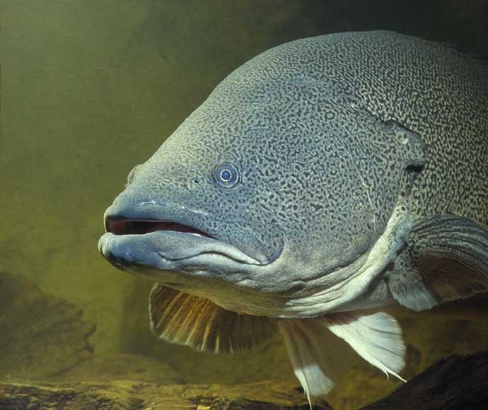 Close-up of a large Murray cod fish with prominent fins and a slightly open mouth in an underwater setting