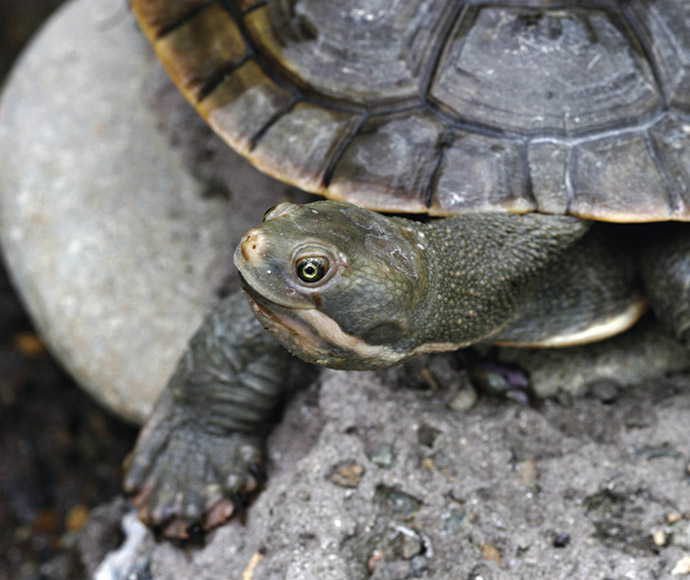 Close-up of a Murray turtle emerging from its shell, resting on a rock with a blurred natural background.