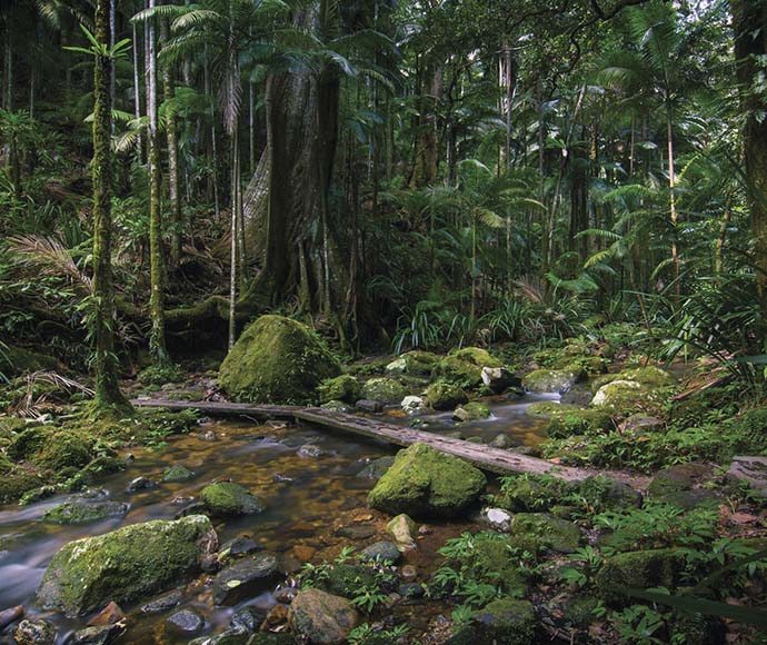 A creek winds through magnificent rainforest in Nightcap National Park