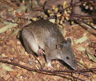 A northern brown bandicoot sitting on leaf litter