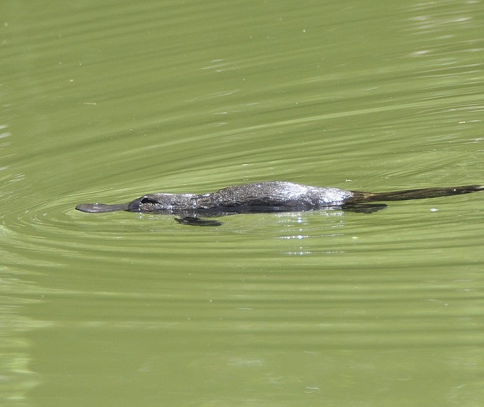 A platypus swimming in greenish water, creating ripples around it. The platypus is visible from a side view, showing its broad, flat tail and duck-like bill.