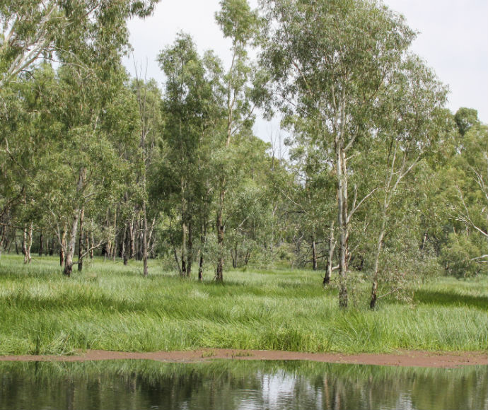 River red gums