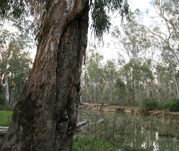 Tree with a layer of bark removed to form a scar