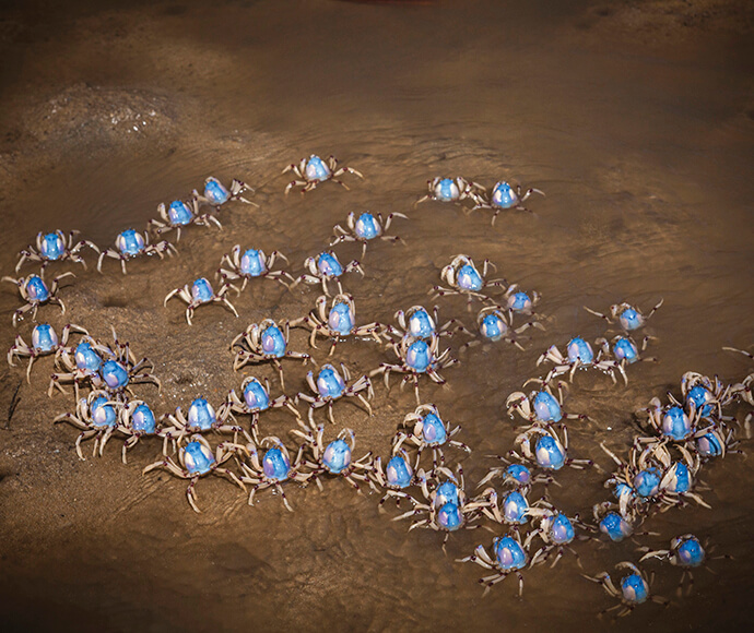 A group of light blue soldier crabs (Mictyris longicarpus) on sand.