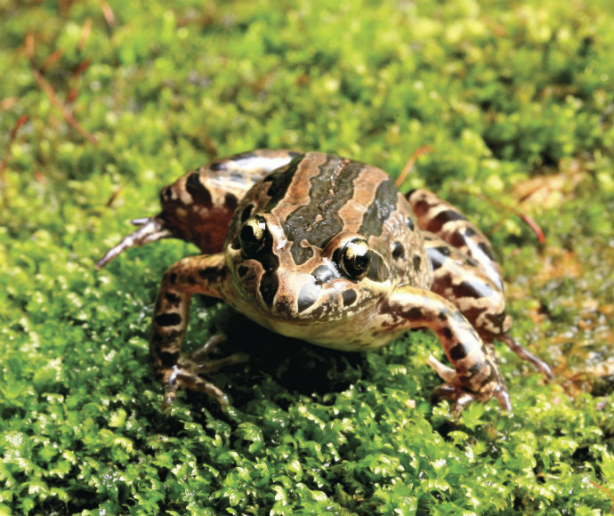 A Striped marsh frog with brown and black markings sitting on green moss.