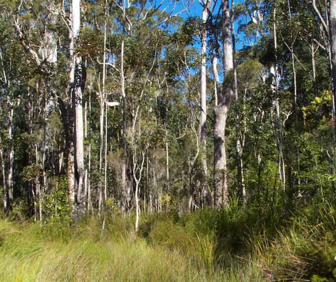 Swamp mahogany trees