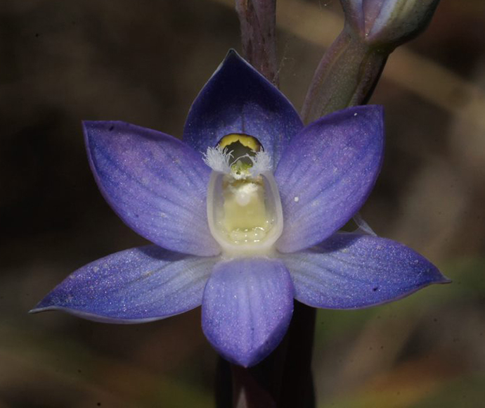 A beautiful purple orchid with a white and yellow centre