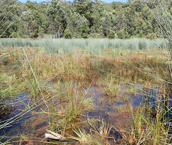 Lake Werri Berri, Thirlmere Lakes, January 2021