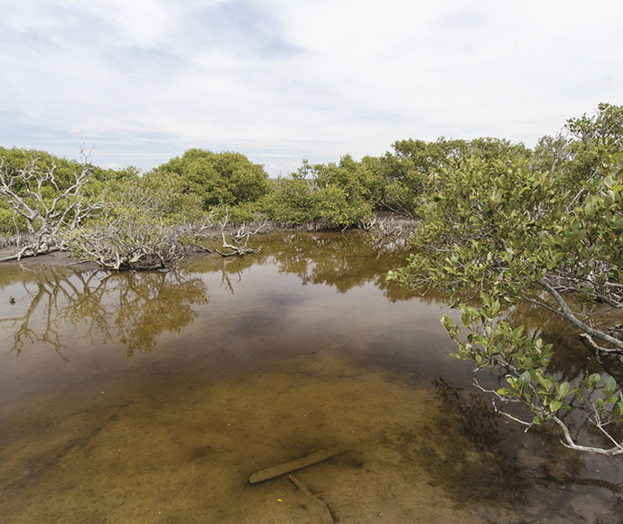 Mangroves and mudlfats