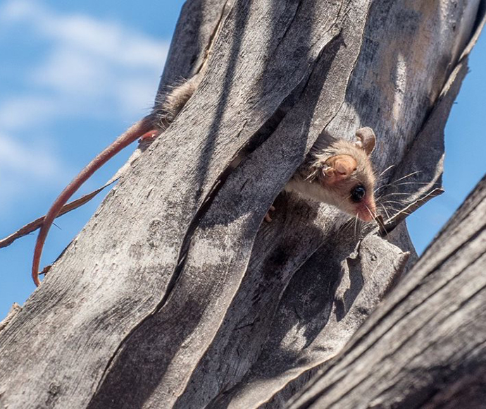 A small possum with big round ears sticking its head out of a tree hollow