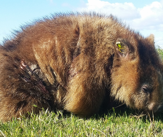 A wombat suffering from mange