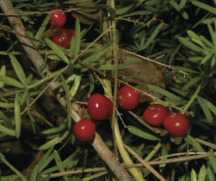 Mature Asparagus fern with bright red berries and dense green needle-like leaves.