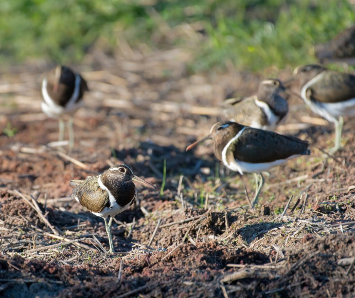 A small brown and white bird with a brown eye and long beak stands on soft dirt and looks at the camera, with other similar birds out of focus in the background.