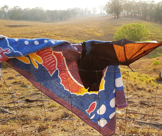 A towel placed over a black flying-fox (Pteropus alecto) during a rescue