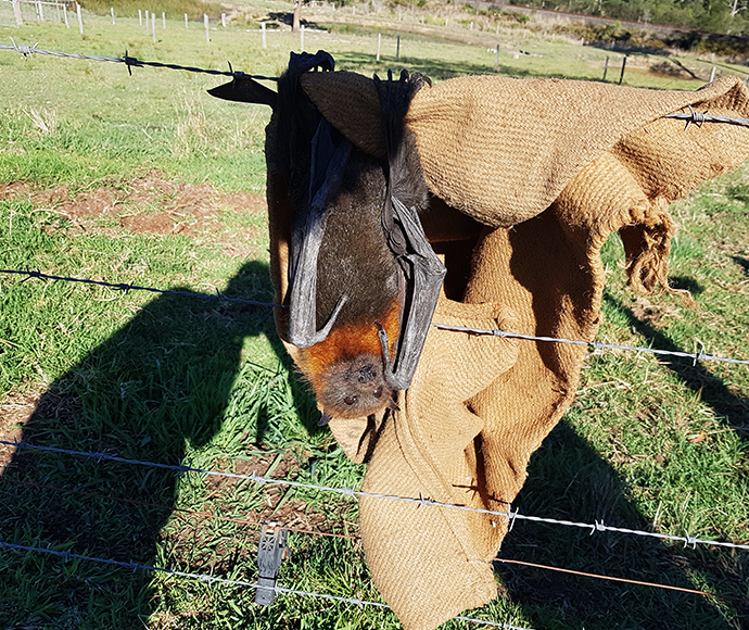 A wildlife carer rescuing a grey-headed flying-fox (Pteropus poliocephalus) caught on barbed wire 