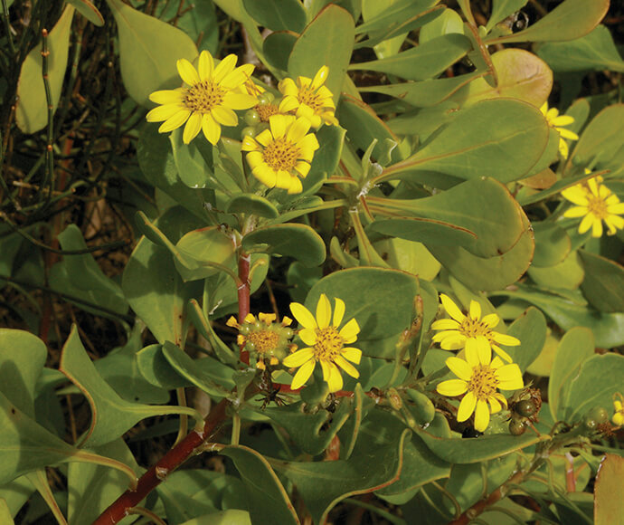 Bitou Bush (Chrysanthemoides monilifera subsp rotundifolia), also known as Boneseed. From the Asteraceae family.