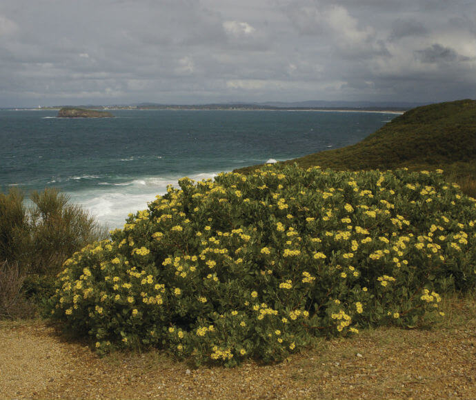 Bitou bush (Chrysanthemoides monilifera subsp rotundifolia), also known as boneseed, Munmorah State Conservation Area