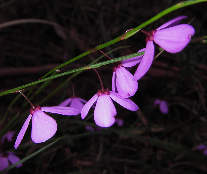 A cluster of vibrant purple Black-eyed Susan flowers blooming on a green plant