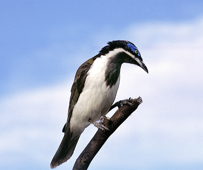 A blue-faced honeyeater (Entomyzon cyanotis) perched on a branch