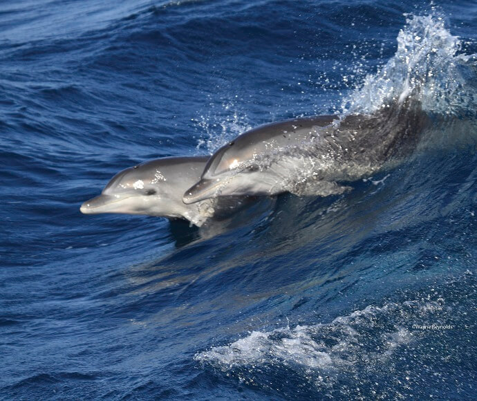 Bottlenose dolphin (Tursiops truncatus) swimming through ocean waves.