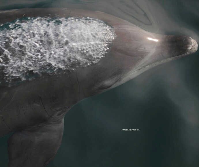 A bottlenose dolphin (Tursiops truncatus) swimming underwater with bubbles around its dorsal area