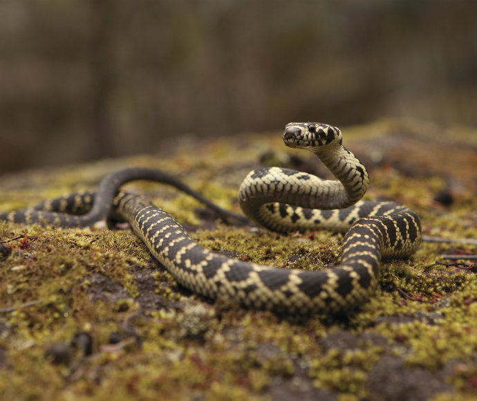 A Broad-headed snake (Hoplocephalus bungaroides), a threatened species, coiled on a moss-covered rock with its head raised in an alert posture, displaying its distinctive black and yellow banding.