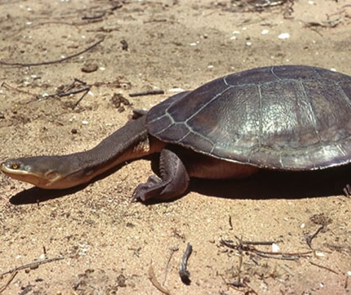 A broad-shelled turtle (Chelodina expansa)