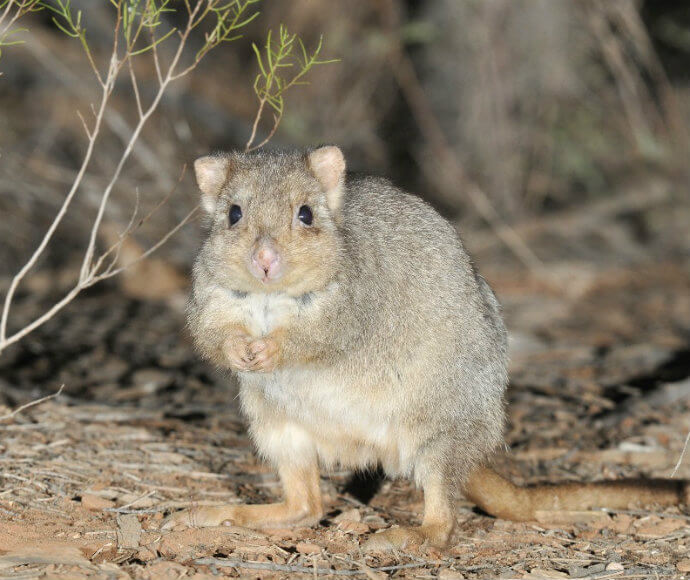 A burrowing bettong (Bettongia lesueur) reared up on its hind legs