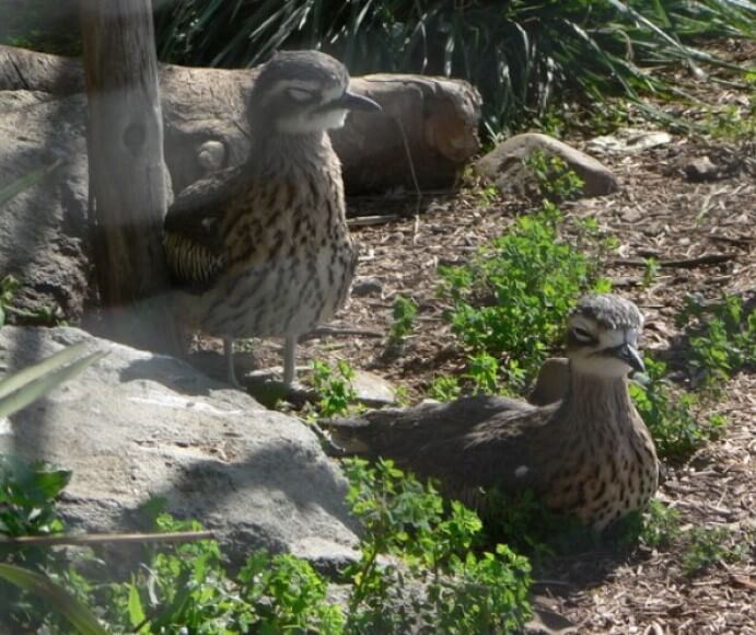 Two bushstone-curlew (Burhinus grallarius) chicks resting in sunshine