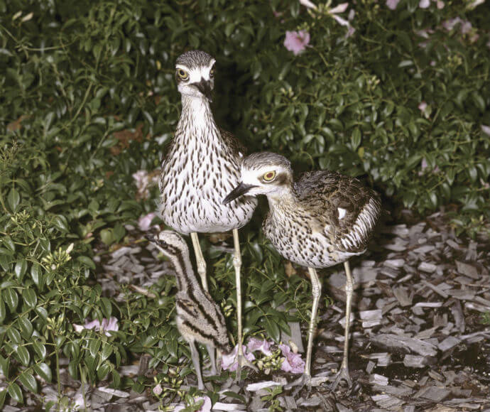 Two bushstone-curlews (Burhinus grallarius) with a chick