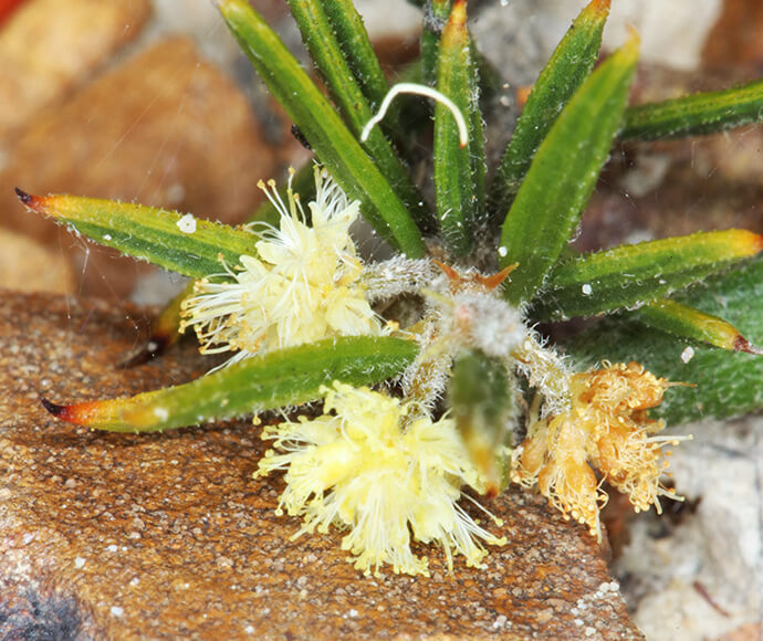 A small Bynoe's wattle flower with vibrant yellow petals growing on a rock