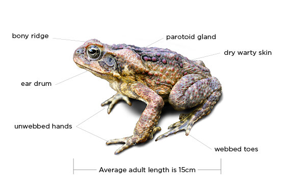 Diagram of a cane toad showing labeled parts including bony ridge, parotoid gland, dry warty skin, ear drum, unwebbed hands, and webbed toes with a note indicating an average adult length of 15cm