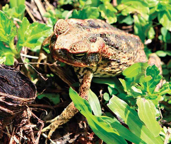 Cane toad perched on leafy underbrush, displaying mottled brown and tan skin with prominent eyes and textured back.