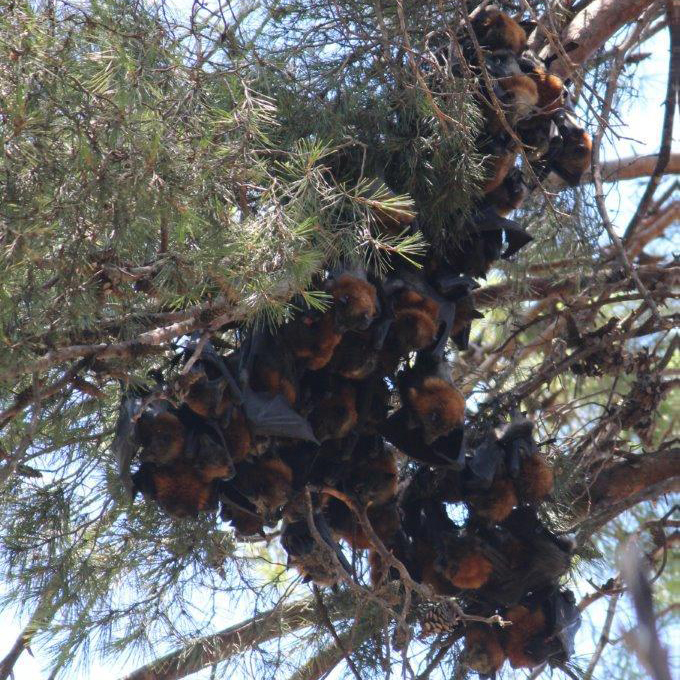 Flying-foxes roost in a camp during a heat stress event