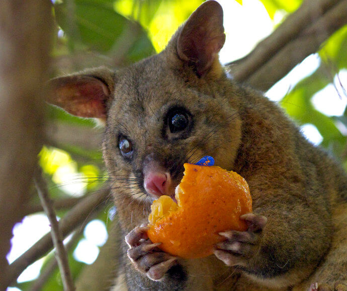 Common brushtail possum (Trichosurus vulpecula) eating stolen fruit from inside house