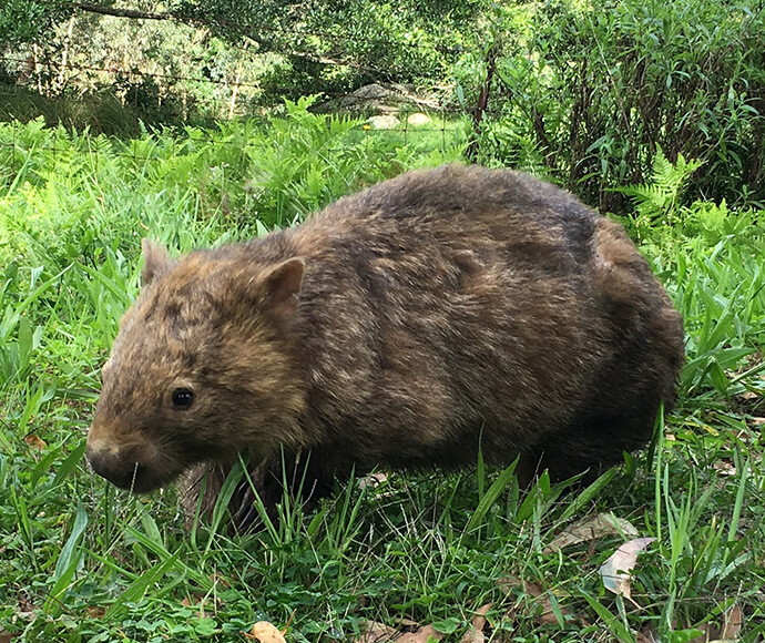 A bare-nosed wombat (Vombatus ursinus) walking on grass