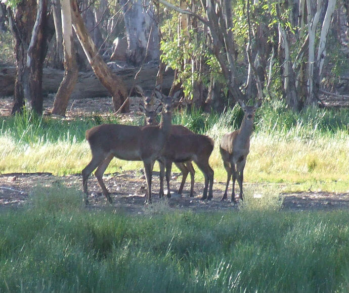 Three feral deer standing in a grassy field with a backdrop of eucalyptus trees, in the soft light of either early morning or late afternoon