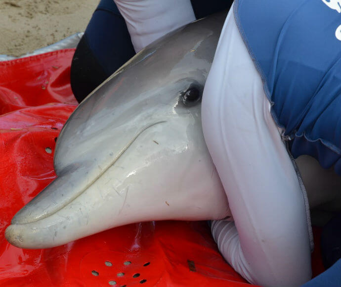 A dolphin lies on a red mat, supported by two people in blue protective gear, during a release operation at Sussex Inlet. The image captures the moment before the dolphin is returned to the ocean, highlighting conservation efforts and human care for marine life.