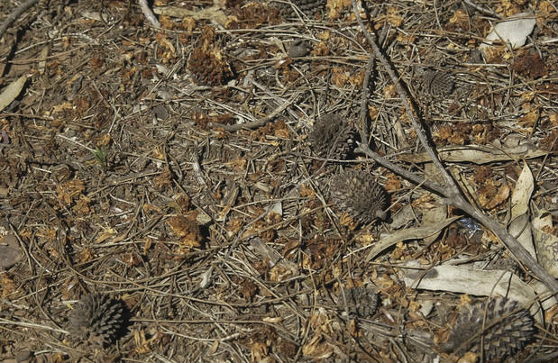 Drooping she-oak fallings on the ground, mixed with lots of bark and sticks