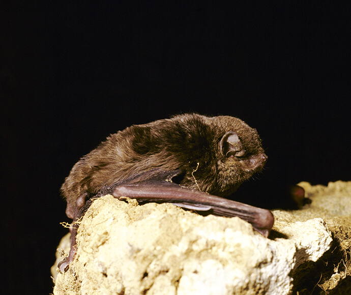 An eastern bentwing-bat with its wings outstretched