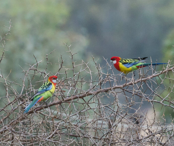 Two eastern rosellas (Platycercus eximius) perched in a tree