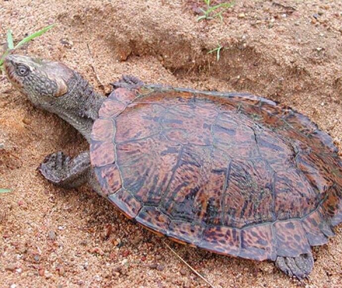 An eastern saw-shelled turtle (Myuchelys latisternum)