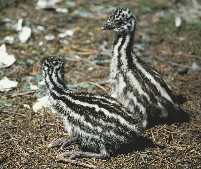 Two emu chicks with black and white stripes greet each other