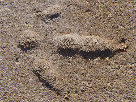 A large emu footprint