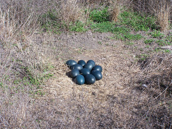 An emu nest with eleven eggs in the middle of a dry field