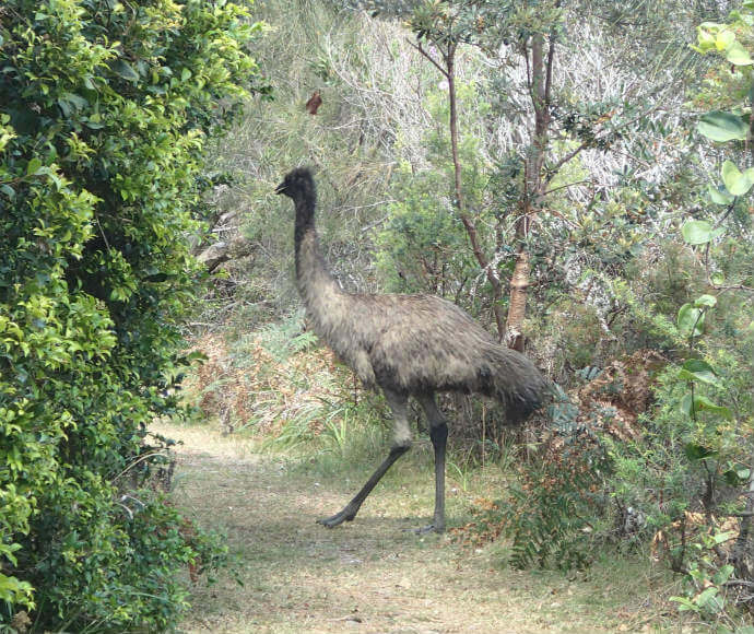 An emu walks around the lush landscape of Yuraygir National Park