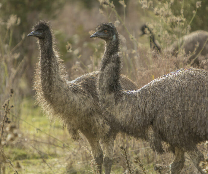 Two emus looking in the distance at Blowering Dam