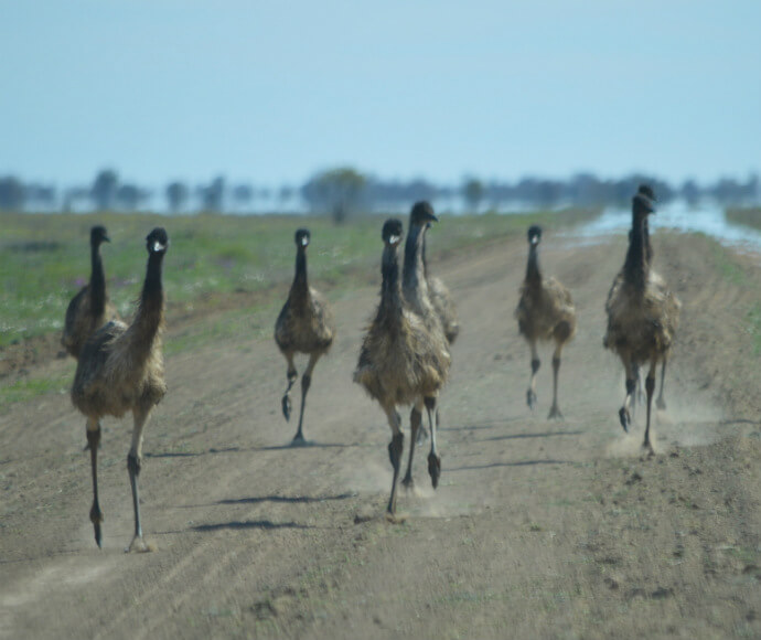 A group of eight emus running across Louth Road, Toorale National Park